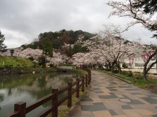 鹿野城跡公園の桜 花見特集22