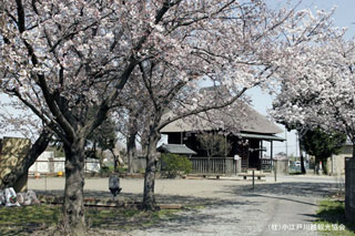 薬師神社の桜写真１