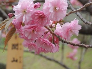 松前公園の桜写真２