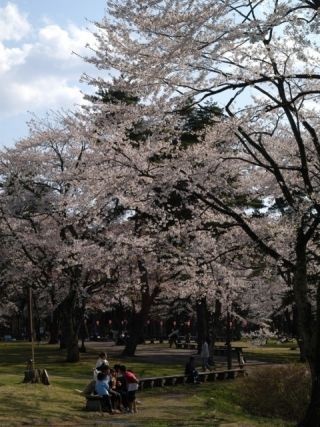 舘野公園の桜写真２
