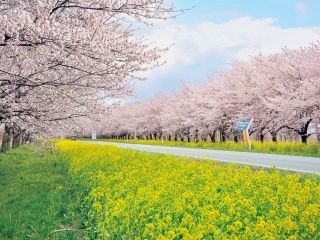 大潟村 桜と菜の花ロードの桜写真１
