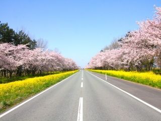 大潟村 桜と菜の花ロードの桜写真２