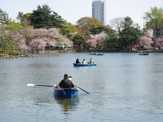 千葉公園の桜写真１