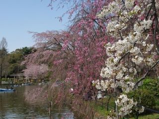 千葉公園の桜写真２