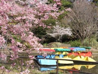 清水公園（千葉県）の桜写真１
