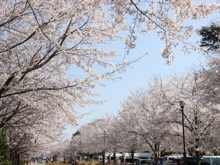 清水公園（千葉県）の桜写真２