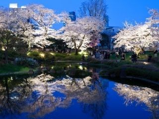 六本木ヒルズ 毛利庭園・六本木さくら坂の桜写真１