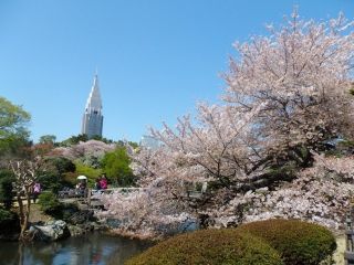 新宿御苑の桜写真１