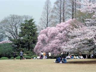 新宿御苑の桜写真２