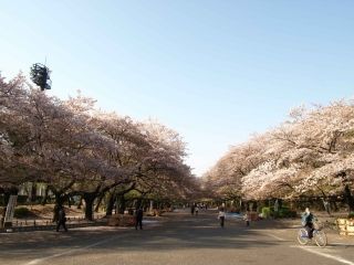 上野恩賜公園の桜写真１