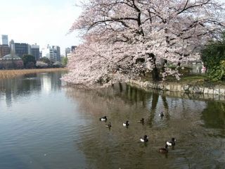 上野恩賜公園の桜写真２