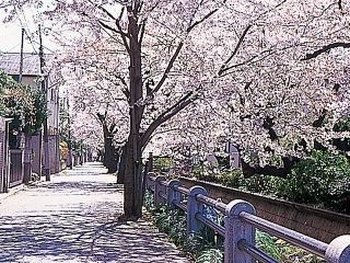 呑川緑道・呑川親水公園の桜写真１