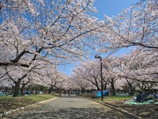 代々木公園の桜写真１