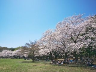 代々木公園の桜写真２