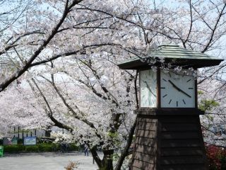 飛鳥山公園の桜写真１