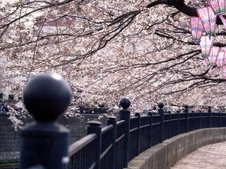 大岡川プロムナードの桜写真２