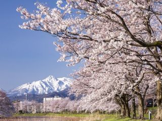 高田城址公園の桜写真１