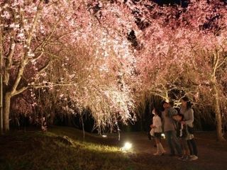 竹田の里のしだれ桜写真２