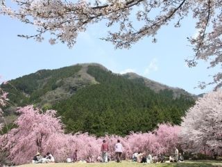 竹田の里のしだれ桜の写真３
