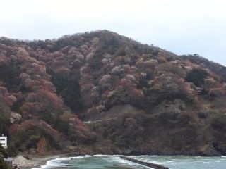 神子の山桜写真１