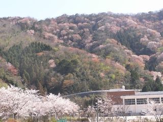 神子の山桜写真２
