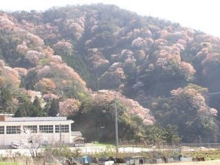 神子の山桜の写真３