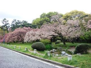 京都御苑の桜写真２