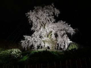 円山公園（京都府）の桜写真２