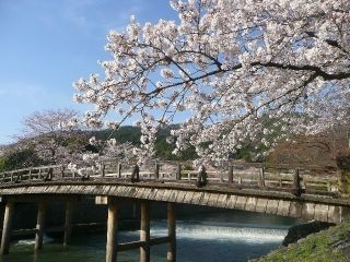 嵐山の桜写真１