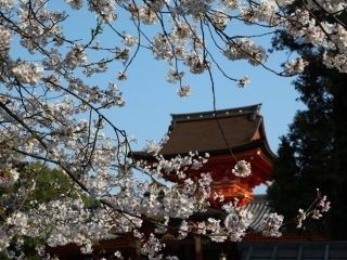 石清水八幡宮の桜写真１