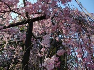 石清水八幡宮の桜写真２