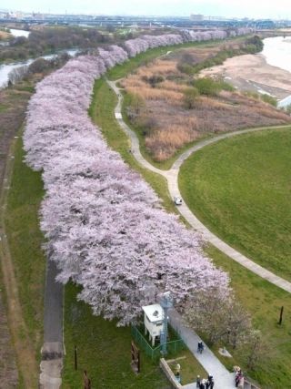 淀川河川公園背割堤地区の桜写真１