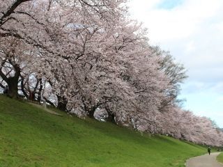 淀川河川公園背割堤地区の桜写真２