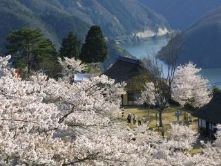 三休公園の桜写真１