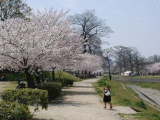 石手川緑地の桜写真２