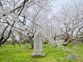 舞鶴公園（福岡県）の桜写真１