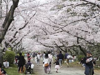 舞鶴公園（福岡県）の桜写真２