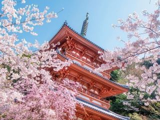 清水公園（福岡県）の桜写真１