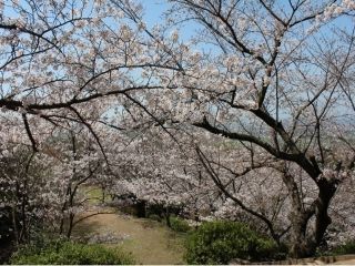 清水公園（福岡県）の桜写真２