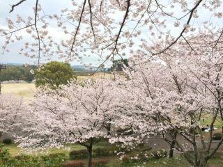 菊池公園の桜写真１