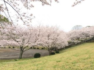 菊池公園の桜写真２