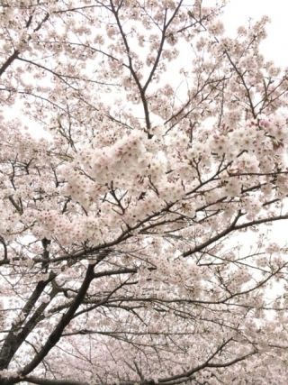 菊池公園の写真４