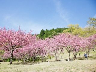 えぼし公園の桜写真２