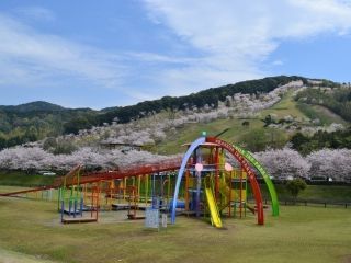 <p>観音池公園の桜</p>