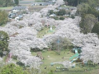 <p>母智丘公園の桜</p>