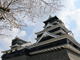 熊本城の桜写真２