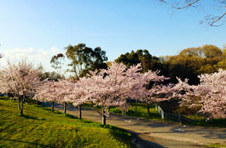 神戸ワイナリー（農業公園）の桜写真１