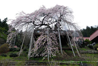 慈徳寺の種まき桜写真１