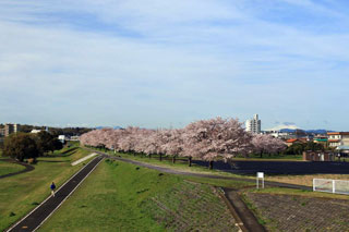 入間川サイクリングロードの桜写真２