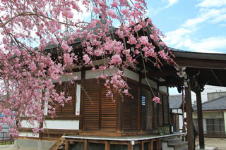 七曲井の桜写真１